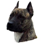 Klisterm�rke, Amerikansk Staffordshire Terrier